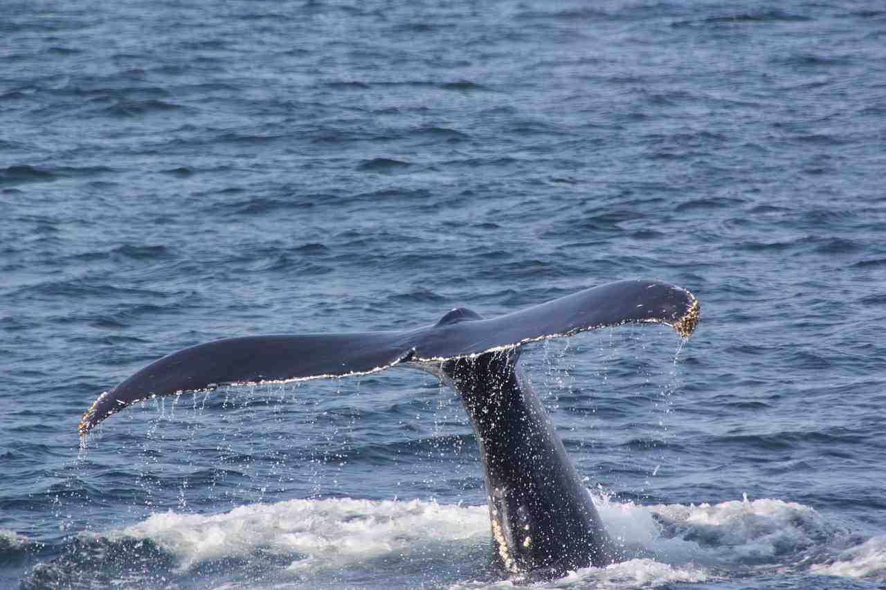 queue de baleine, fluke tir, baleine fluke